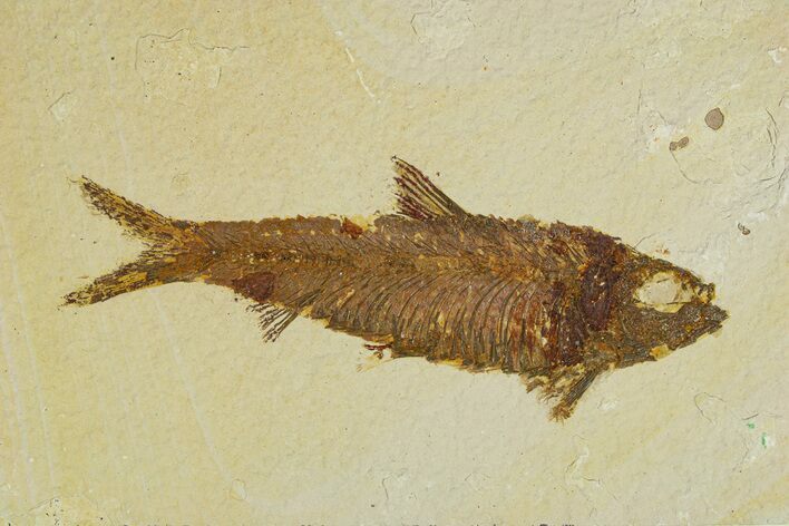 Fossil Fish (Knightia) - Wyoming #295696